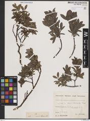 Foto von Salix breviserrata Flod.